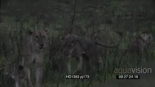 African lioness pride with youngsters social behaviour interaction playing fighting chase.