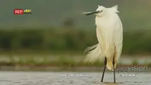Little egret standing inside water