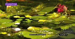 African Honey Bee sitting on Okavango lilly drinking water SLOW WS
