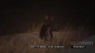 Juvenile Brown hyena grooming outside den entrance at NIGHT