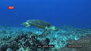 Hawksbill Sea Turtles (2) swimming on coral reef UW