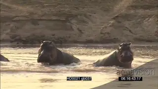 Hippo pod social behaviour as bulls face off dung scattering intimidation behaviour.