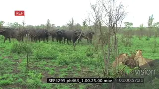 A pride of lion suffocating a buffalo calf.