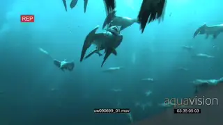 Cape Gannets swimming and fishing underwater in ocean LA WS PAN HAND