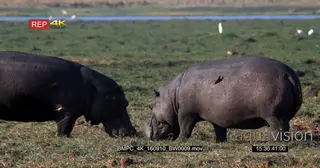 Two hippos Grazing while oxpeckers feeding on the hippo skin