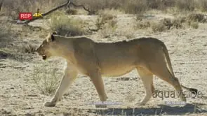 Lioness walk and lay down in shade next to other lioness