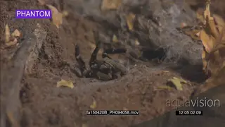 Skink Lizard escapes Baboon Spider MS SLOW 2SHOT