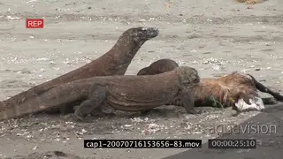 Komodo Dragon jogging on riverbank then joining others in feeding on a kill MLS PAN