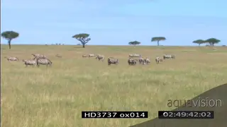 Young sub adult Lion cub walking towards herd of Hartebeest that runs away WS LA