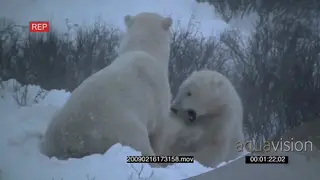 Polar bears aggressively play fighting