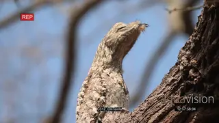 Potoo (Nyctibius grandis) sleeping resting in tree