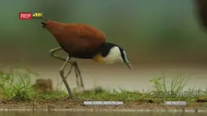 African jacana searching for food next to the river