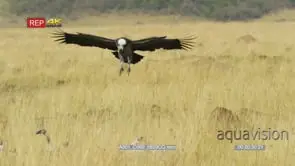 Tracking shot of white-backed vulture flying to land on a kill