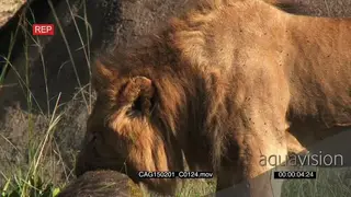African Lion feeding on kill on bushveld MCU HAND