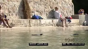 African Penguins at Boulders Beach, with beachgoers and bathers