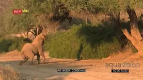 Desert elephant bull reaching high and pulling down a twig from tree in the dry Hoanib.