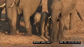 Herd of Elephant with young calf at the Luangwa River reacting to Hippo pod in the water