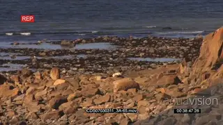 Polar bear resting on rocky shore ocean in BG