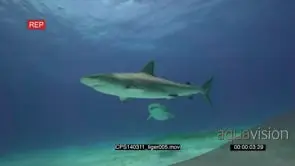 Caribbean Reef Shark and Tiger Shark UW, diver in-shot