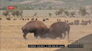 Bison bulls intense territorial fight