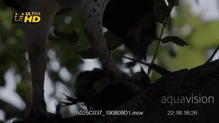 Close up shot of martial eagle on top of a tree feeding.