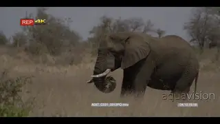 MLS of an African Elephant standing on bushveld grazing on grass.
