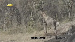 African wild dog alerted look hunting stalking SEMI DRY