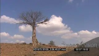 Scenic Time-lapse rolling clouds over Baobab tree bushveld landscape