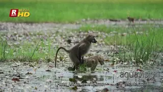Two Chacma Baboons walking, looking around and mating.