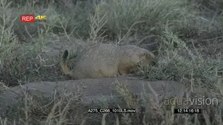 Prairie Dog walking and eating on prairie MLS PAN