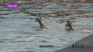 A Thomson's gazelle herd crossing the river.