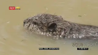 Beaver swimming in river HA MS