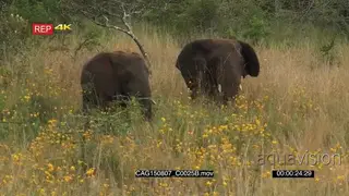 African Elephants [2] walking and grazing on bushveld 2S MWS HAND