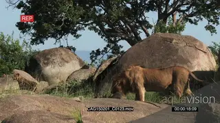 African Lion feeding on a kill on rocks in bushveld LS HAND