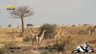 Giraffes standing and walking in a bushveld LS