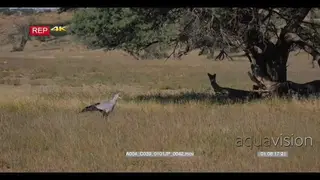 wide shot of a secretary bird sagittarius serpentarius hunting in the long grass