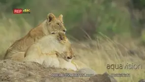 Lioness and lion cub licking themselves