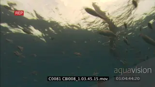 PILOT FISH SCHOOL UNDER DRIFT WOOD, SCUBA DIVER