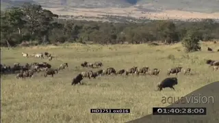Blue Wildebeest herd walking grazing and migrating on the Serengeti Savannah XLS PAN
