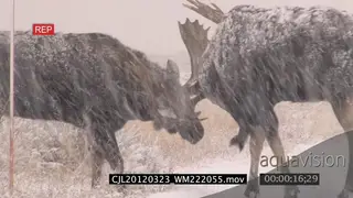 Mooses fighting on prairie during snowfall MLS
