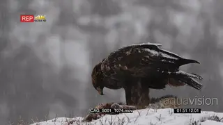 Golden eagle feeding on red fox while snowing heavily and Looking around for Predators.