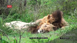 African Lion males [2] resting in green bushveld MLS