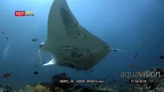 WS at a Reef cleaning station covered in fish while two reef mantas are being cleaned…