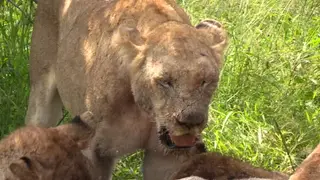 African Lion pride with cubs feeding on a Cape Buffalo Kill BLOODY