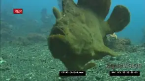 Freckled Anglerfish Swimming along ocean bottom Defecating FF