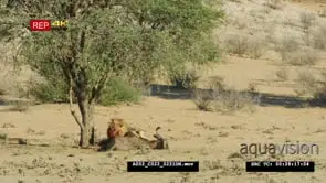 Wide shot of big male lion eating wildebeest kill