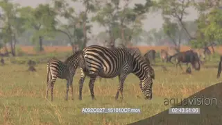 Zeal of zebras walking standing and grazing with a herd of blue wildebeests WS PAN.