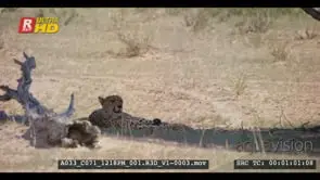 Medium pan shot from a cheetah sitting under tree shade to a springbok kill