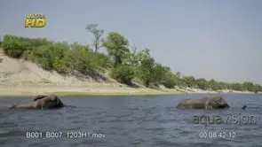 Herd of young and adult African Elephant submerging while crossing the Chobe river. PAN.