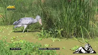 Shoebill fishing in a swamp WS